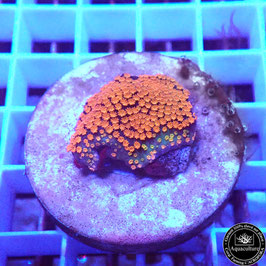 Montipora Rainbow encroûtant (2)