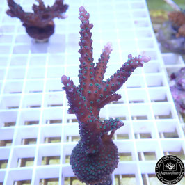 Acropora Blueberry Mint (Réf. 4-02)