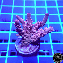 Acropora microclados Indo. (Réf. 0-07)