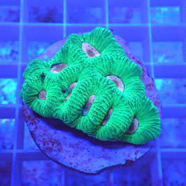 Favia bicolore (14)