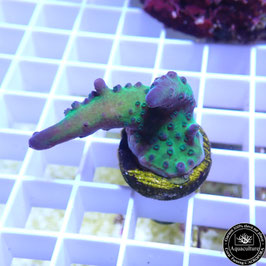 Acropora Strong Peppermint (Réf. 1-08)