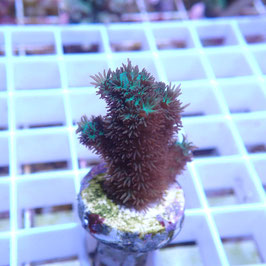 Acropora abrolhosensis (Réf. 5-16)