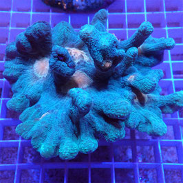 Pectinia bicolore Premium
