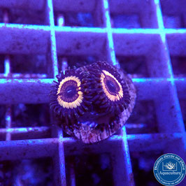 Zoanthus Sonic Flare (6)
