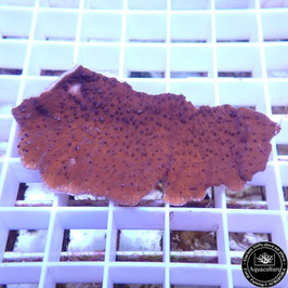 Montipora plateau rouge