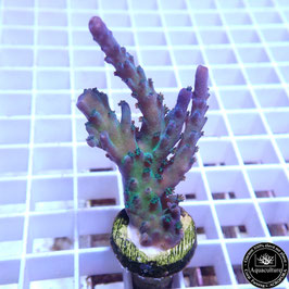 Acropora austera (Réf. 3-45)