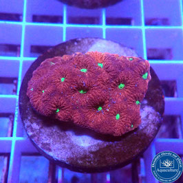 Favites pentagona AS War Coral rouge