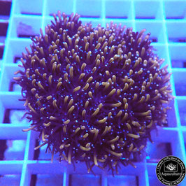 Galaxea fascicularis Gold