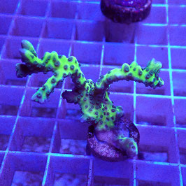 Anacropora Green Goblin (3)