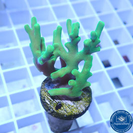Acropora AS caroliniana (Réf. 5-19)