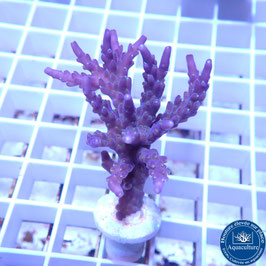 Acropora AS valida violet (Réf. 5-10)