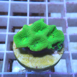 Favia Ghostbuster (5)