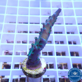 Acropora austera (Réf. 3-19)