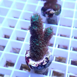 Acropora abrolhosensis (Réf. 5-17)