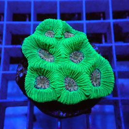 Goniastrea bicolore
