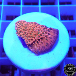 Montipora Tropic Thunder