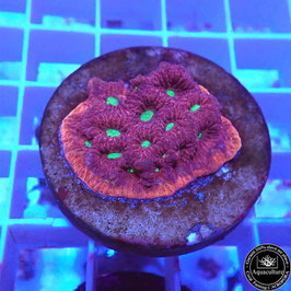Favites pentagona "War Coral" (2)