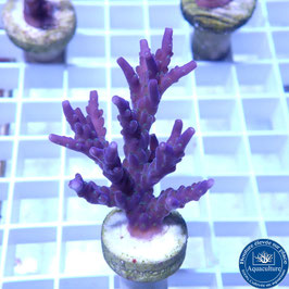 Acropora AS valida violet (Réf. 5-03)