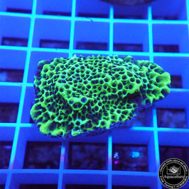 Montipora spongodes