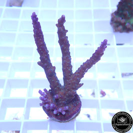 Acropora valida violet Indo. (Réf. 3-38)