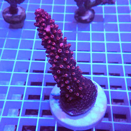 Acropora Red abrotanoides (Réf. 2-01)