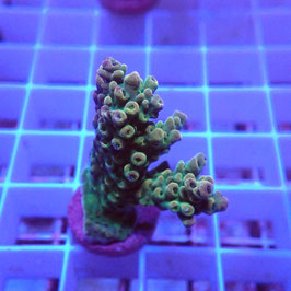 Acropora Sp. Indo. (Réf. 2-25)