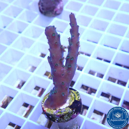 Acropora austera (Réf. 3-16)