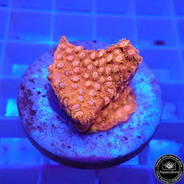 Cyphastrea Magma (2)