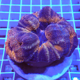 Lobophyllia bicolore (L-19)