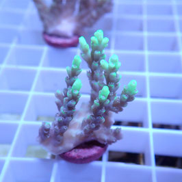 Acropora aculeus Australie (Réf. 1-41)