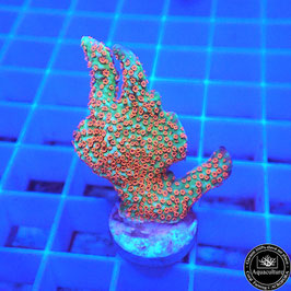 Montipora samarensis Forest Fire (2)