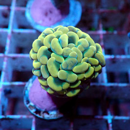 Euphyllia parancora Gold