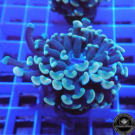 Euphyllia parancora orangé (Réf. EU-14)