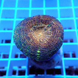 Mini Lobophyllia Split color (Réf. L-16)