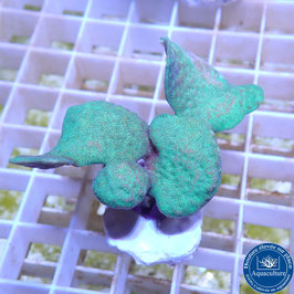 Pavona cactus vert (3)