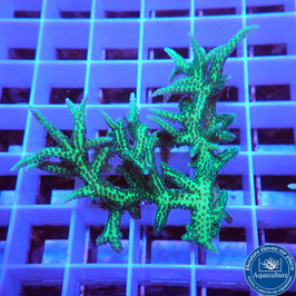 Seriatopora hystrix vert (3)