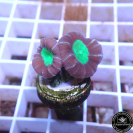 Caulastrea bicolore Australie