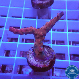 Acropora AS Pink divaricata (Réf. 1-25)