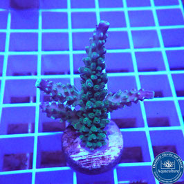 Acropora AS secale Joker (Réf. 0-02)