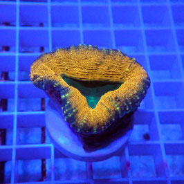 Lobophyllia coeur vert (L-04)