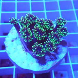 Galaxea fascicularis Premium (1)