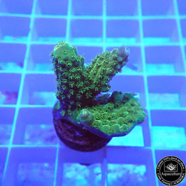 Acropora humilis (Réf. 1-20)
