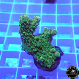 Acropora humilis (Réf. 1-21)