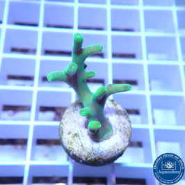 Acropora AS caroliniana (Réf. 5-21)