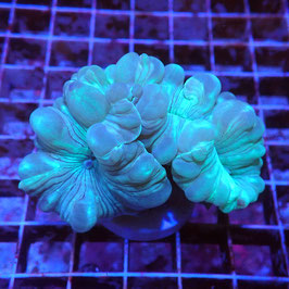 Nemenzophyllia turbida