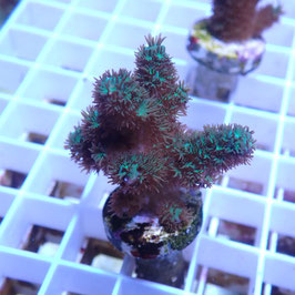 Acropora abrolhosensis (Réf. 5-18)