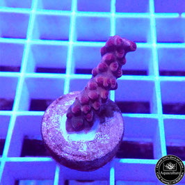 Acropora Crimson King (Réf. 0-04)