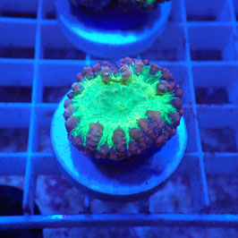 Blastomussa wellsi Ultra (4)