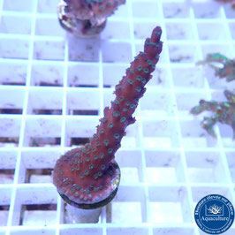 Acropora "Blueberry Mint" (Réf. 4-05)