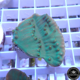 Turbinaria reniformis vert bords jaunes (3)